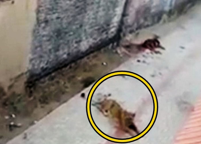 ��ʨ����Ȧʾ���������������