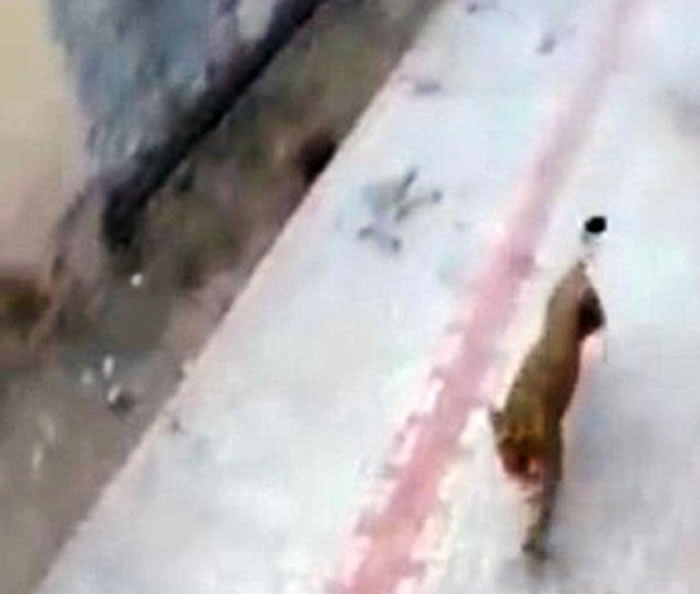 ��ʨ�������Ϸ��������ô�͵��ˡ�