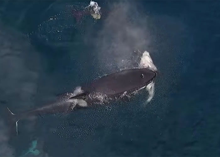 杀人鲸一口将鲨鱼咬紧。