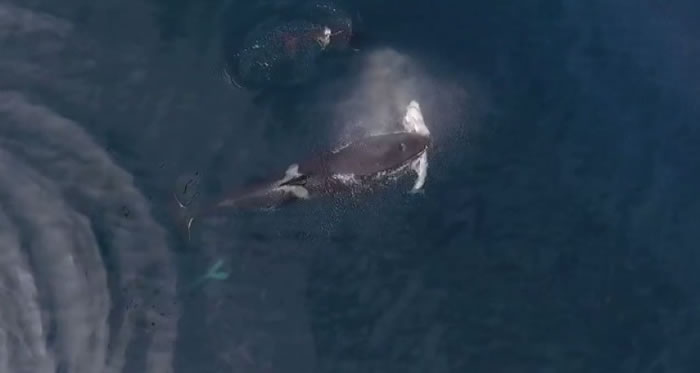 当地鲸鱼组织指,这次突袭看似是“教学过程”。