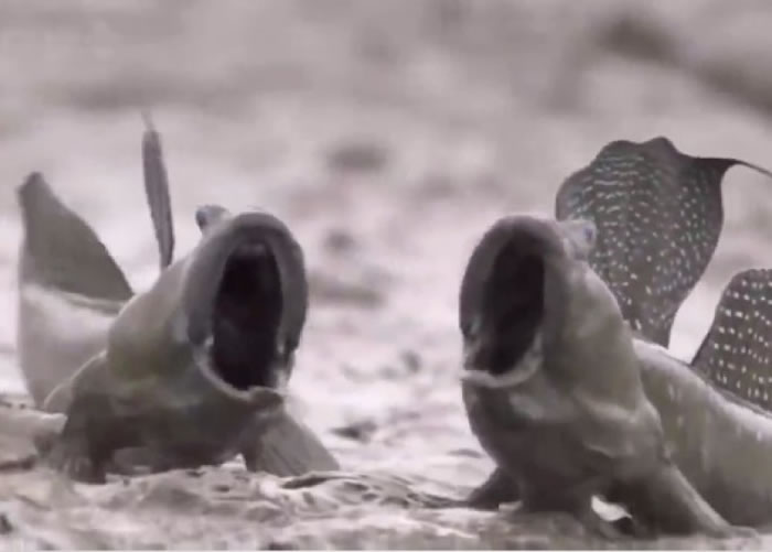 两条弹涂鱼张牙舞爪互相攻击的一幕,配上怒吼声后即变成惹笑短片。