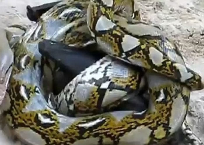 双方互不相让,战况非常激烈。