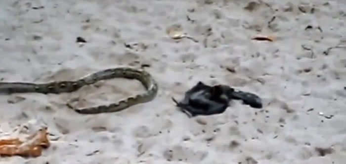 最后狐蝠成功挣脱蟒蛇的缠绕。