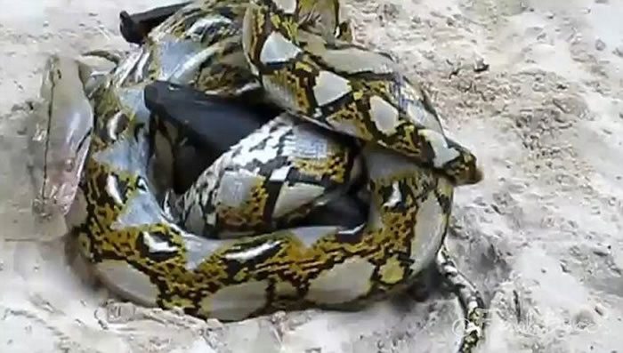 一只狐蝠与一条蟒蛇缠斗