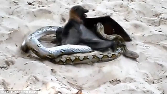 眼见狐蝠就要成为蟒蛇嘴下美点