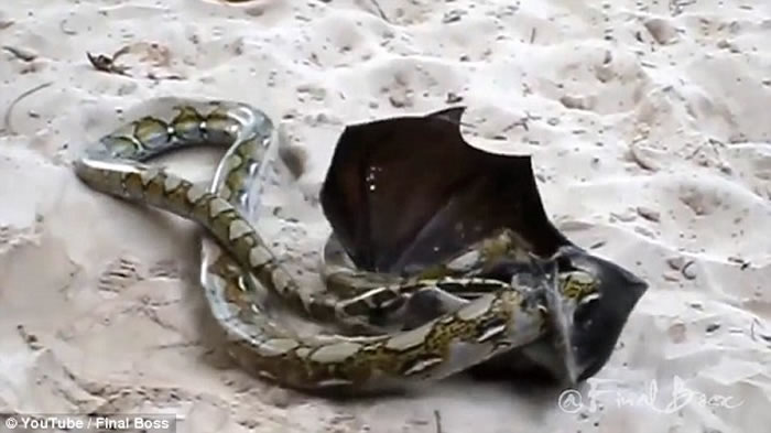 狐蝠不断剧力挣扎,希望可以挣脱蟒蛇。