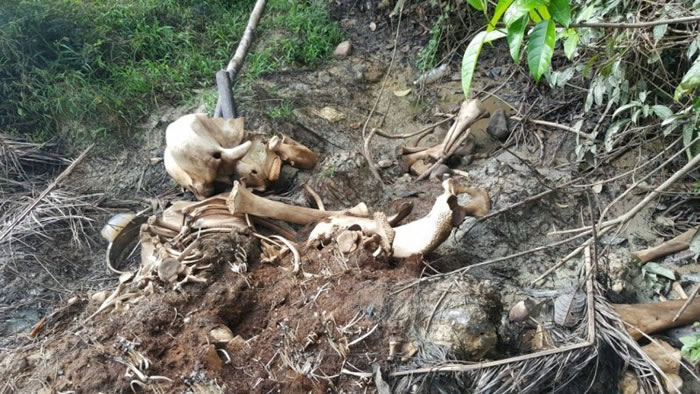 保护区里却还惨见大象白骨