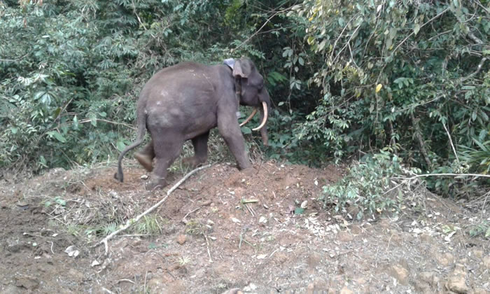 3个月前才刚放进保护区的公象,现已惨遭杀害。