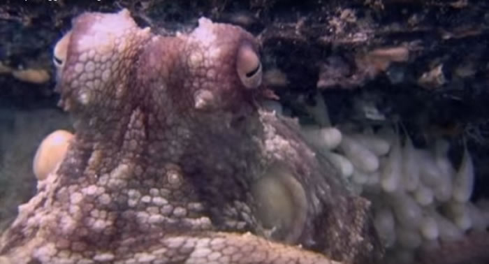 章鱼妈妈产卵后,会寸步不离的守护宝宝,但孩子们诞生后就会劳累死去。