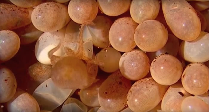 章鱼宝宝们破壳的瞬间,令人感到无比惊奇。