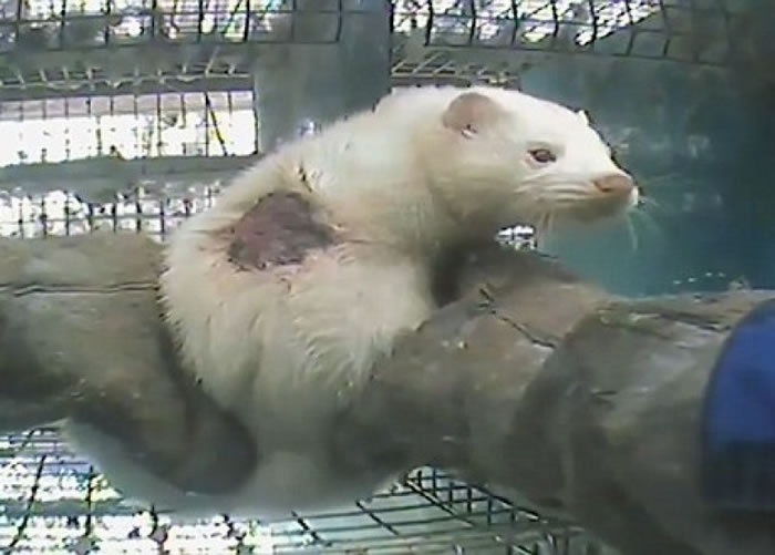 �����˺����ۡ�