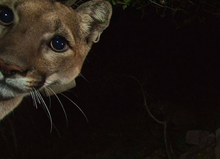 ����ʨ�ڽ�ͨ������ɥ��������Խ��Խ�ࡣ