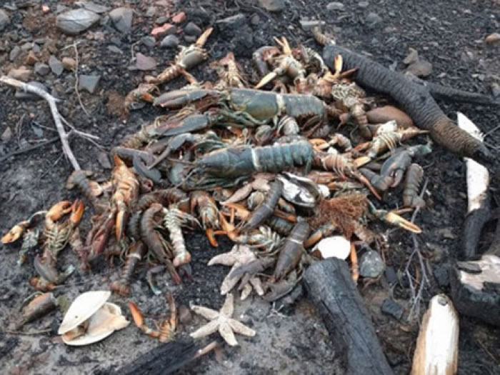 海滩上有数不尽的鱼、龙虾、海星、螃蟹尸体。