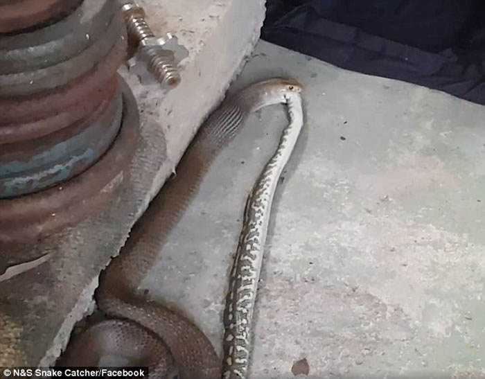 澳洲布里斯班惊现“蛇吃蛇”:东部拟眼镜蛇吞食地毯莫瑞蟒被双双擒获