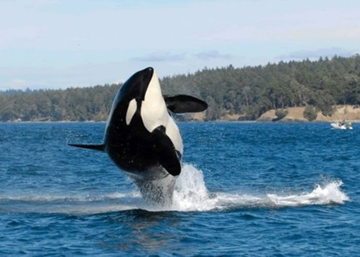 “老奶奶”非常长寿。