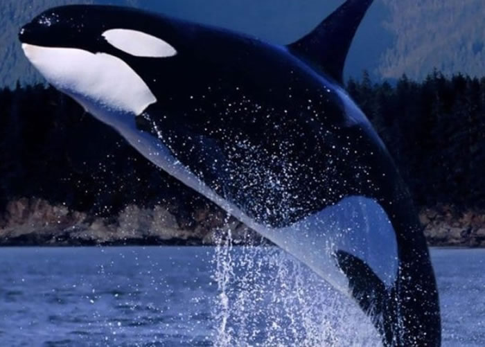 “老奶奶”是杀人鲸专家的研究对象。