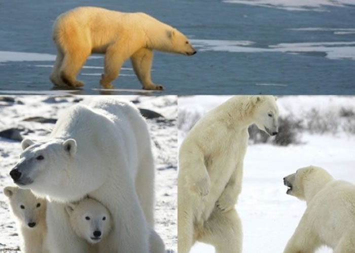 北极熊已受全球暖化导致融冰的威胁。