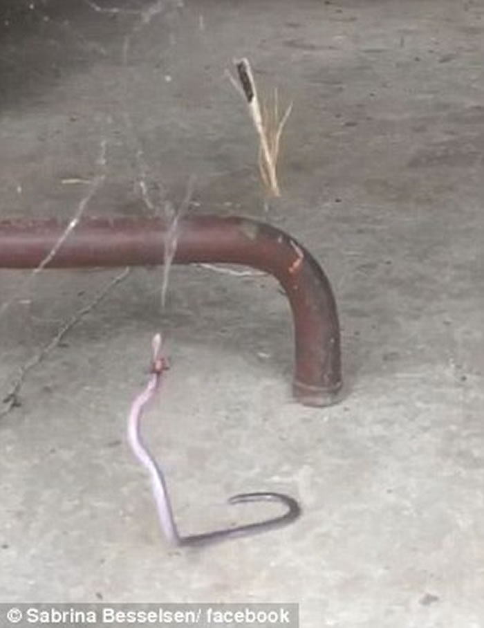 幼蛇被吊在蜘蛛网上,遭红背蜘蛛袭击。