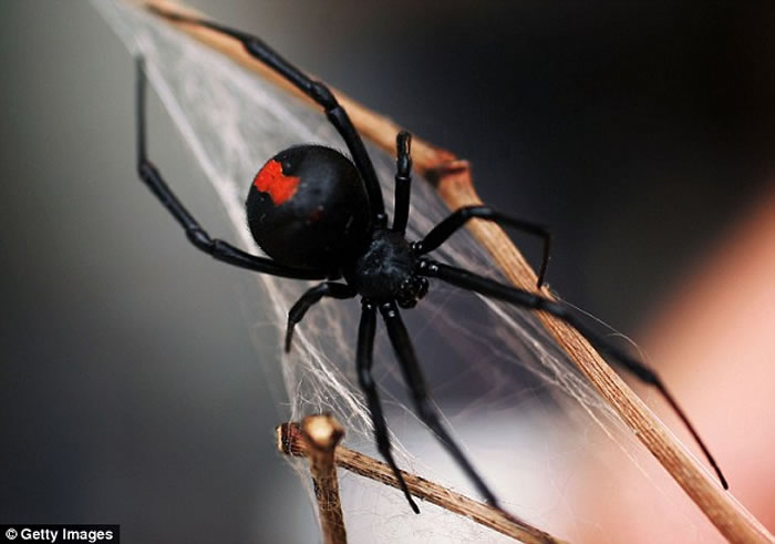 红背蜘蛛属剧毒蜘蛛。