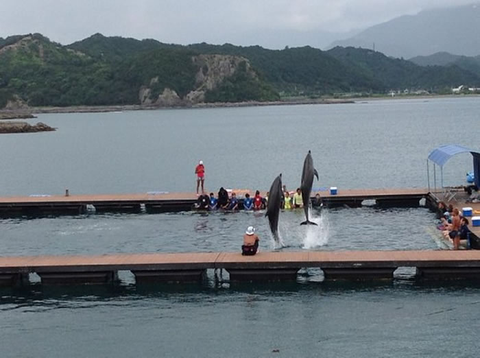 有海豚疑不忍同伴仍被困,竟在重获自由之后,自行返回围网之内。(资料图片)