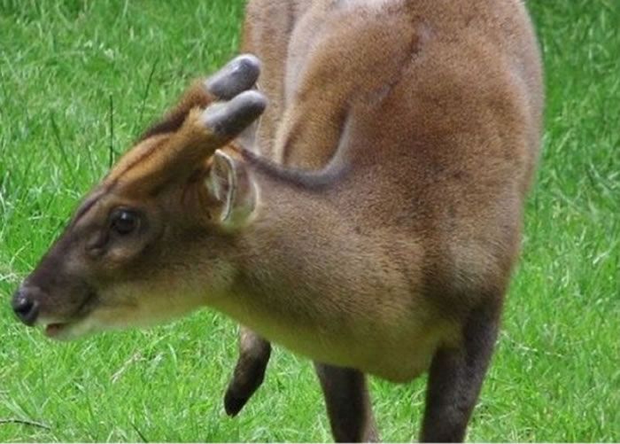 黄麂近年来,在日本千叶县房总半岛大量繁殖。