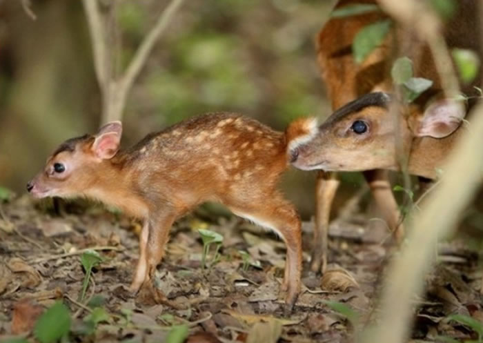 黄麂属鹿科动物,原产自台湾等地。