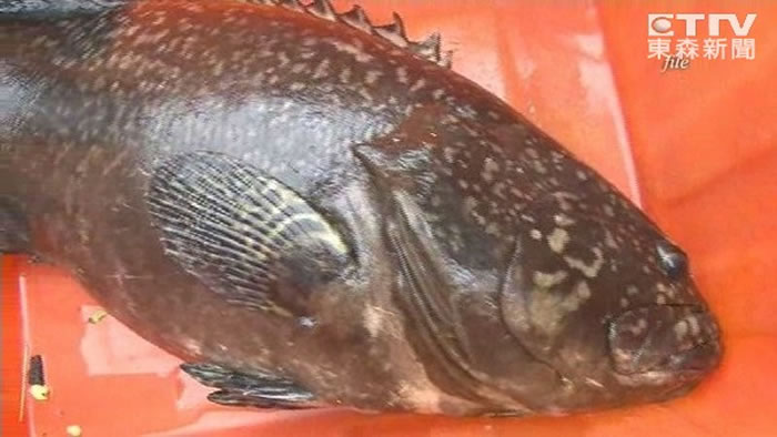 龙胆石斑肉质相当鲜美,是餐桌上的美味佳肴。(资料图/东森新闻)