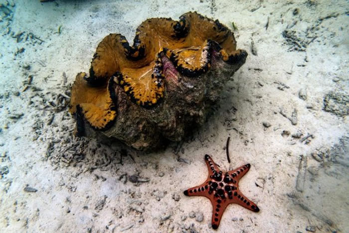 部分中国佛教徒相信砗磲工艺品会带来好运,其他人则买来做为投资或是社会地位的象征。 PHOTOGRAPH BY ADAM DEAN, NATIONAL GEOGR