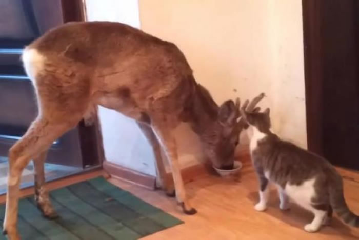 俄罗斯猫咪在家里吃饭 被闯进的野鹿抢食