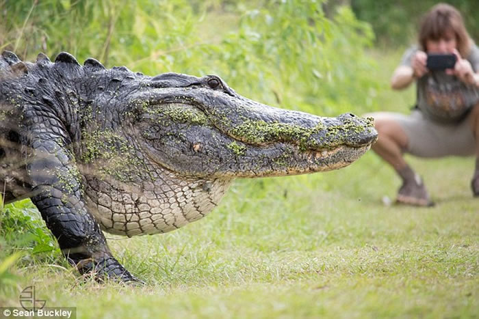 恐龙复活?美国佛罗里达州自然保育区巨大鳄鱼出没吓坏人