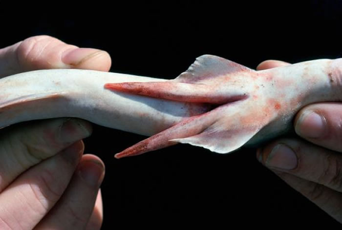 ��ѧ��չʾ����ǰ���崽�裨Iago omanensis������״�Ľ�������clasper���� PHOTOGRAPH BY JEFF ROTMAN, ALAMY