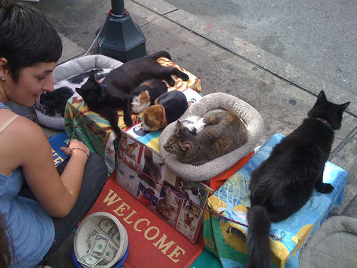 纽约也出现过猫狗乞讨事件,但涉嫌虐待动物。