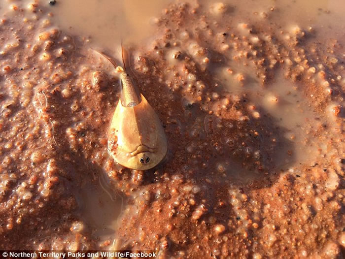 ����ɳĮ������ֺ����ʯ��ɳĮϺ��shield shrimp 2��������ۺ��ޱ仯