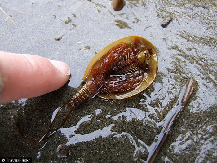 ����ɳĮ������ֺ����ʯ��ɳĮϺ��shield shrimp 2��������ۺ��ޱ仯