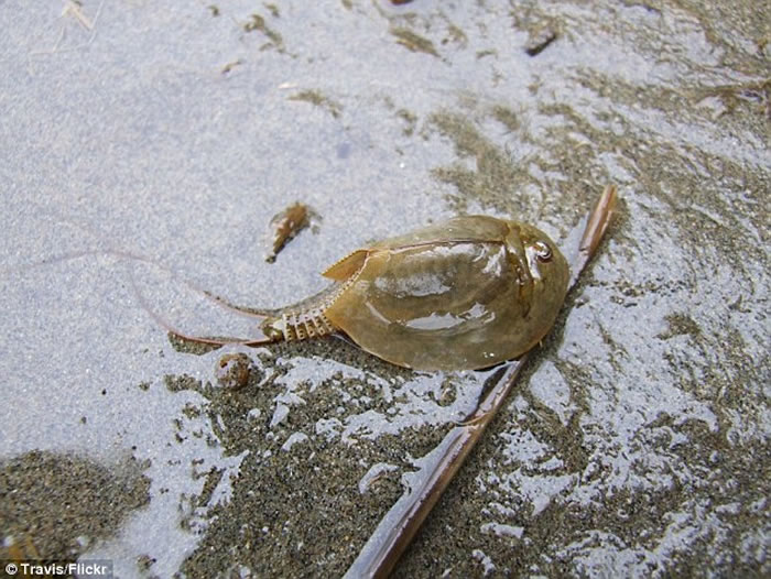 ����ɳĮ������ֺ����ʯ��ɳĮϺ��shield shrimp 2��������ۺ��ޱ仯