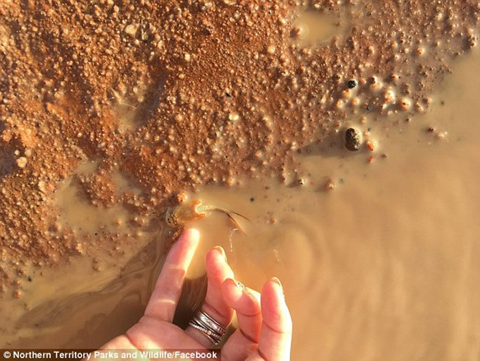 ����ɳĮ������ֺ����ʯ��ɳĮϺ��shield shrimp 2��������ۺ��ޱ仯