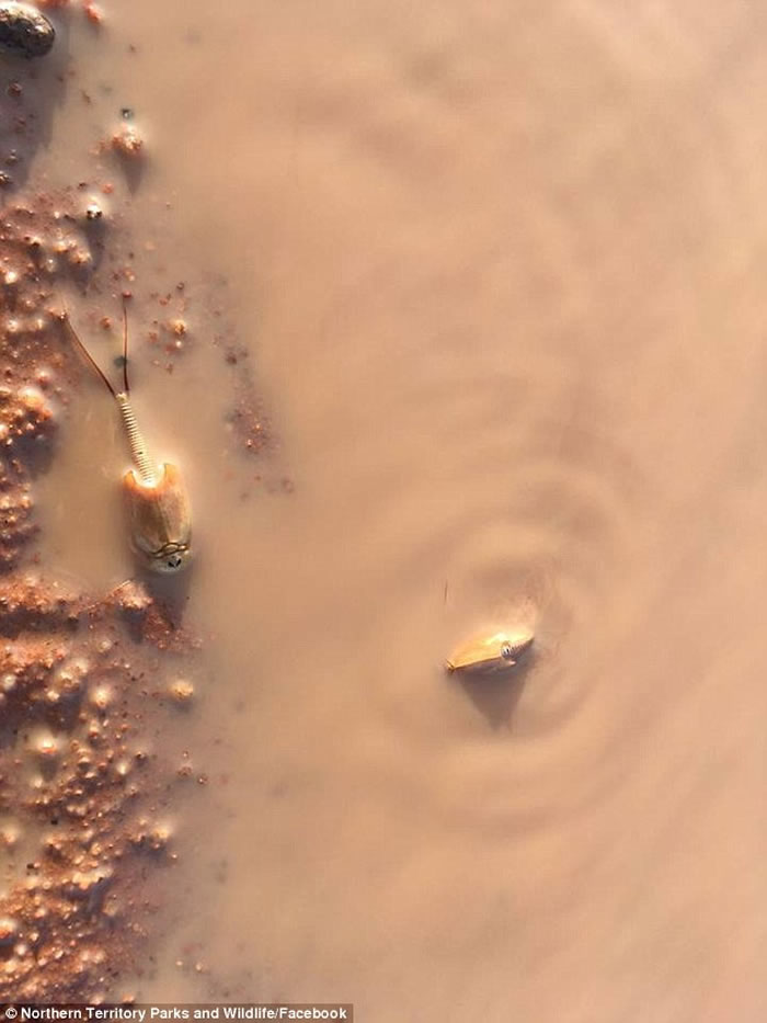 ����ɳĮ������ֺ����ʯ��ɳĮϺ��shield shrimp 2��������ۺ��ޱ仯