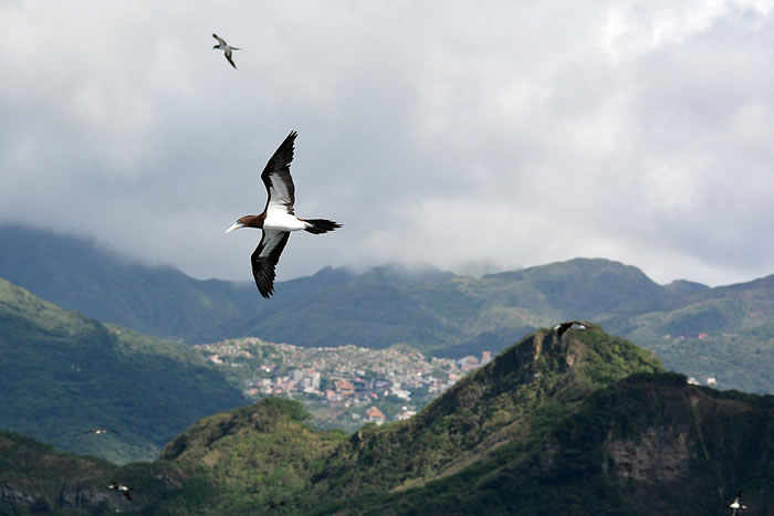 来访基隆八斗子的白腹鲣鸟。摄影:杨维晟。