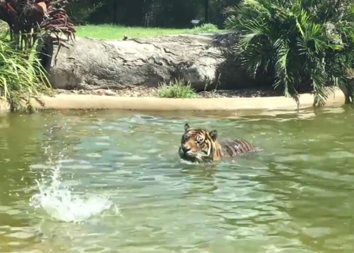 СѼ��Ǳ��ˮ�У�����¬���Է����Լ���