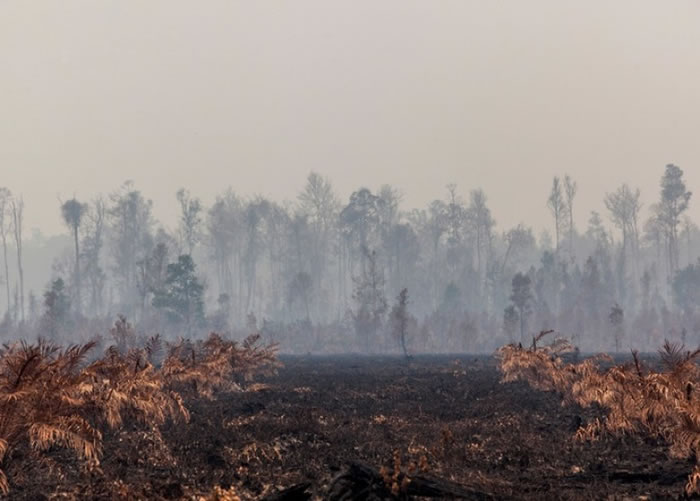 环保团体斥汇丰银行助长棕榈油企业毁雨林。