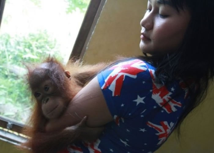 破坏雨林的行为危害极濒危物种红毛猩猩的存亡。