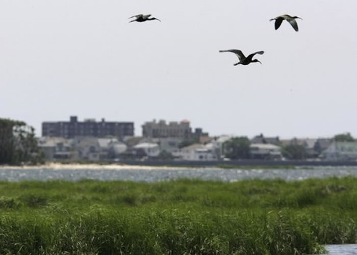 纽约当局为航空安全,多年来杀死数万只雀鸟。