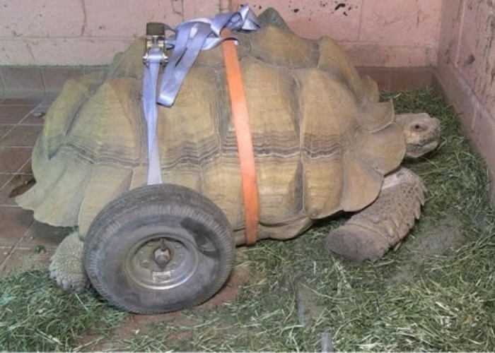 伯特安装辅助轮。