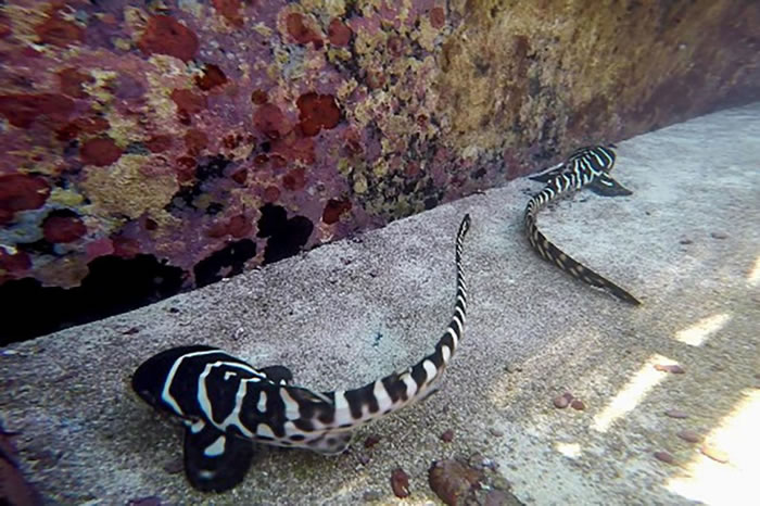 莱昂妮的两个孩子──克莱奥(Cleo)与CC正在大堡礁水族馆中悠游,遗传证据表示它们来自于单一一位亲代。 PHOTOGRAPH COURTESY TOURISM