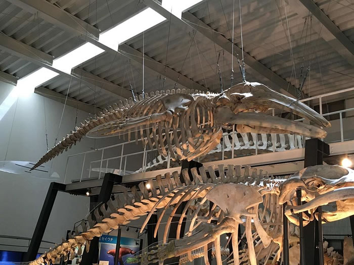 现存少数太平洋西岸灰鲸的全身骨骼标本(图片中间。下方的骨骼标本为小须鲸)。作者摄于日本北海道足寄动物化石博物馆。