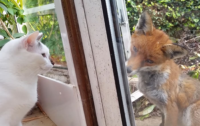 初次见面请多指教!英国野生狐狸和家中猫咪隔着玻璃互相打量