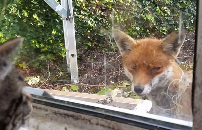 初次见面请多指教!英国野生狐狸和家中猫咪隔着玻璃互相打量