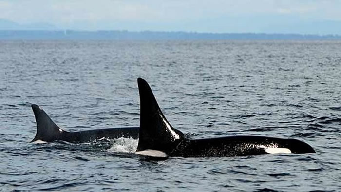 世界最老杀人鲸“老奶奶”