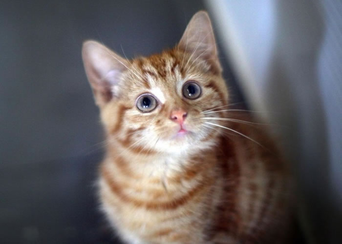 英国科学家建议略为改变猫只的生活习惯。