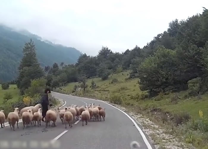 汽车令羊群受惊。